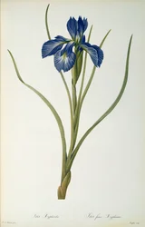 Iris Xyphioides, od `Les Liliacees